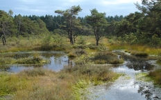 Moorbläncken Otternhagener Moor