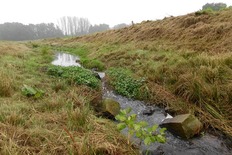 Naturnaher Ausbau eines Vorfluters