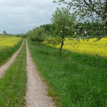 Feldweg Negenborn