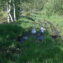 Sulinger Moor