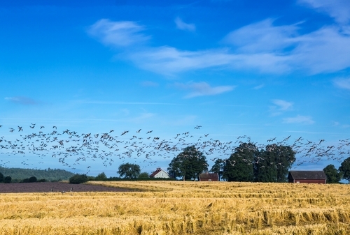 Vogelschwarm