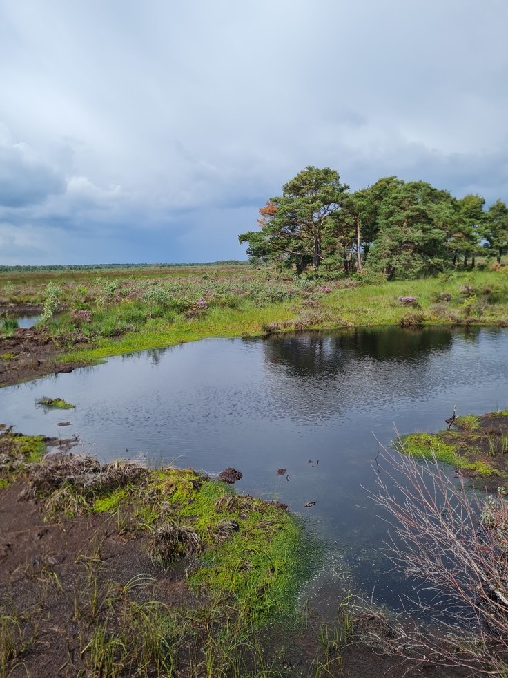 Torfmoosneubildung_im_Bissendorfer Moor_nach_Baumanahmen