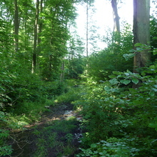 Wald im Verfahrensgebiet