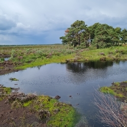 Torfmoosneubildung_im_Bissendorfer Moor_nach_Baumanahmen