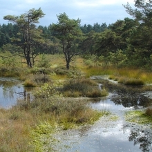Moorbläncken Otternhagener Moor